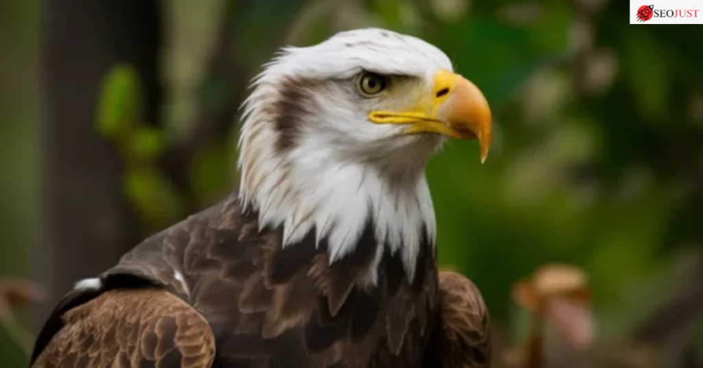 Hancock Bird Meaning and Symbolism